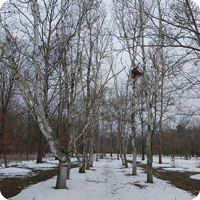Nature Connections: Birch Trees