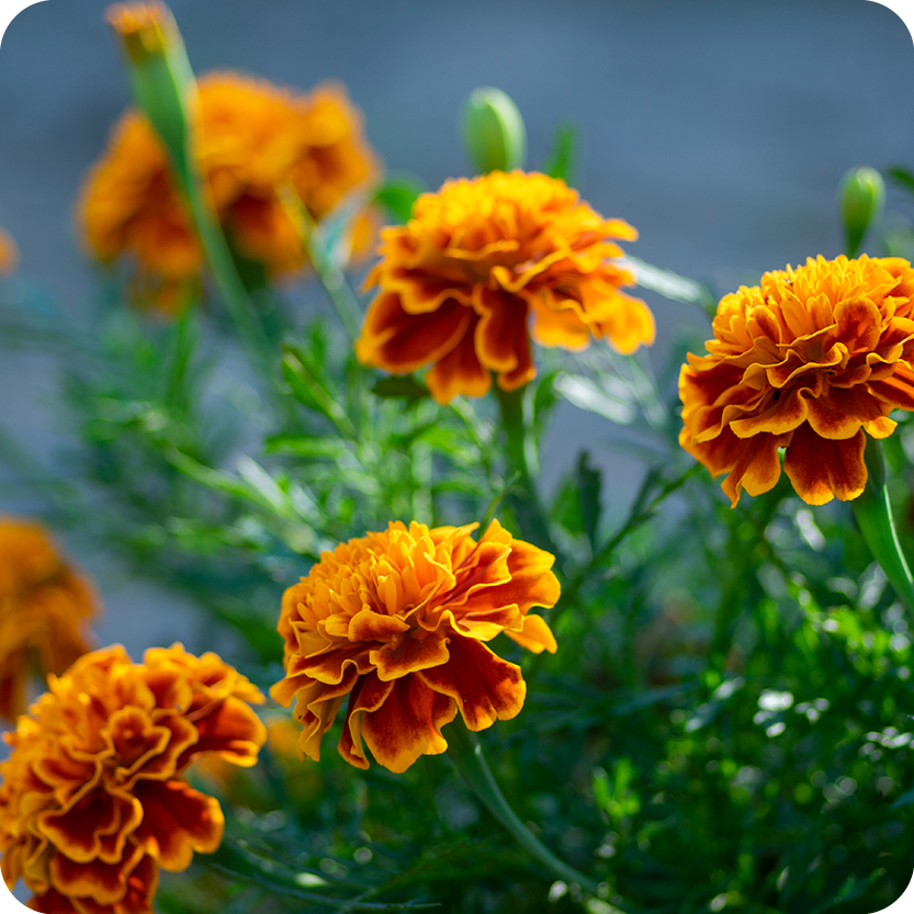 Nature Connections: Summer Solstice Plants