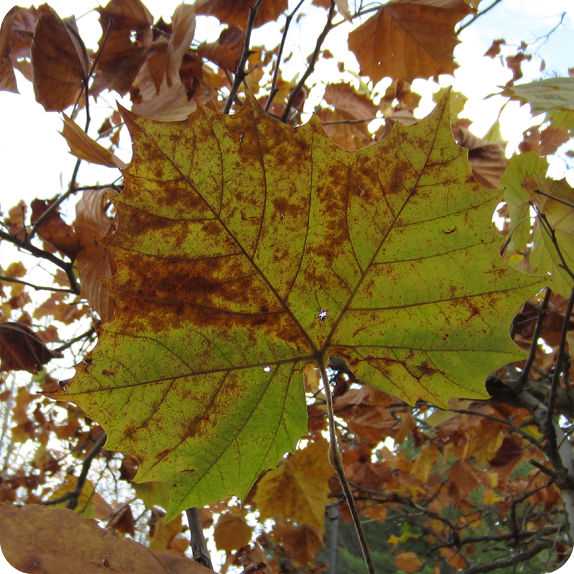 Mindfulness in Nature: Sycamore