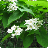 Nature Connections: Catalpa