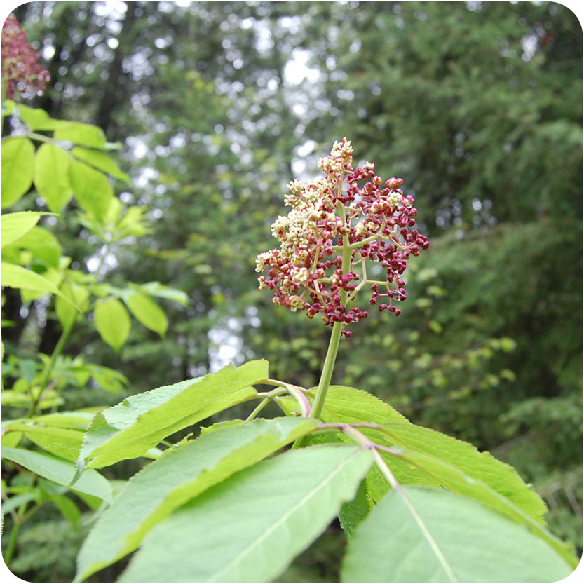 photo of Elderberry plant