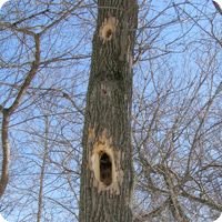 Nature Connections: Ash Tree