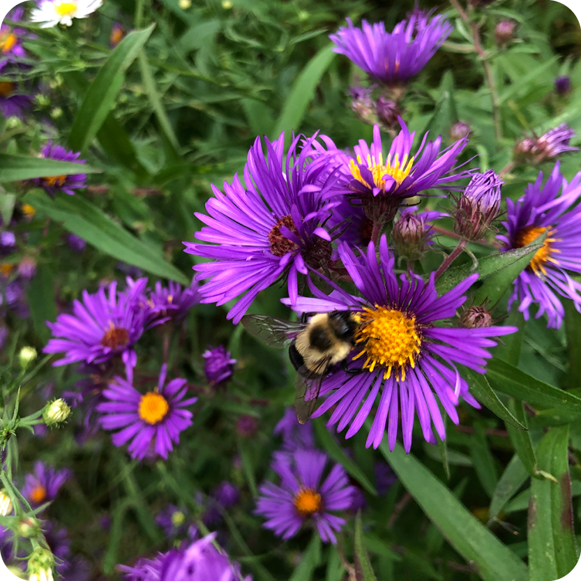 Autumn Equinox Plants