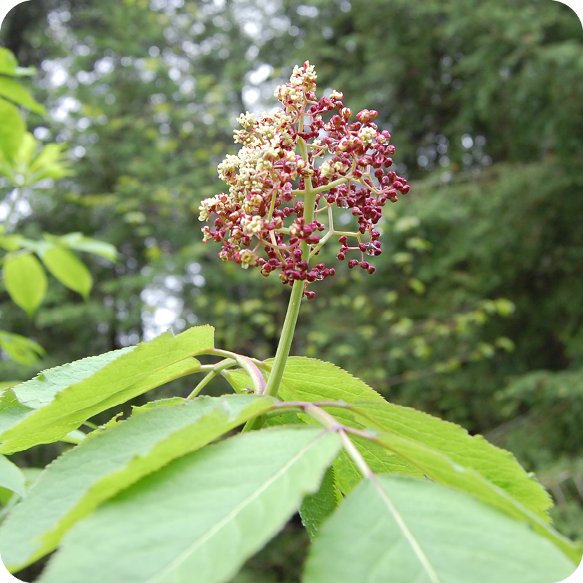 Nature Connections: Elderberry