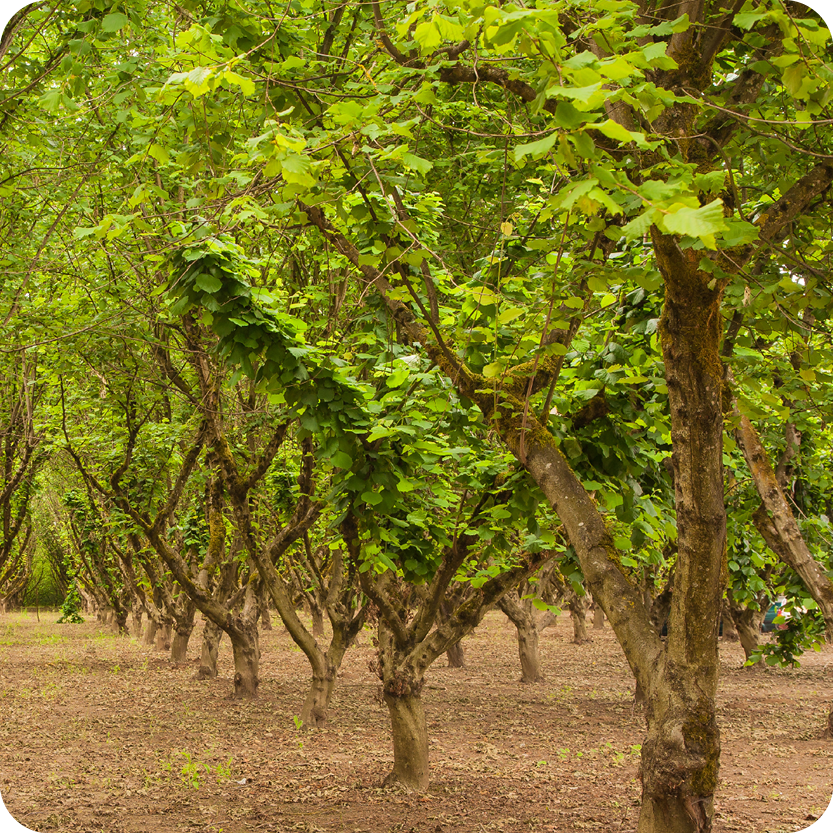 Hazel Trees
