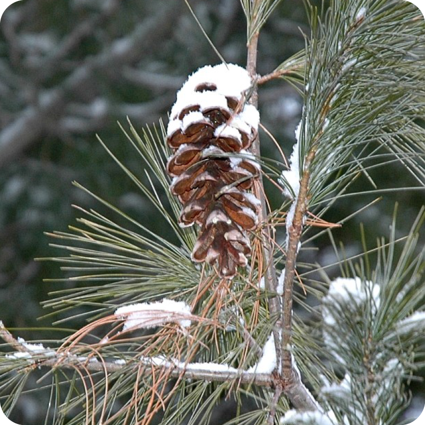 Mindfulness in Nature: Winter Solstice Plants