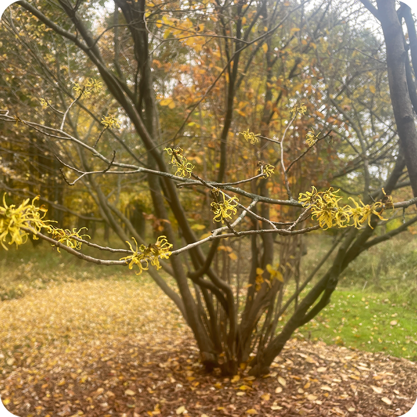 Mindfulness in Nature: Witch Hazel