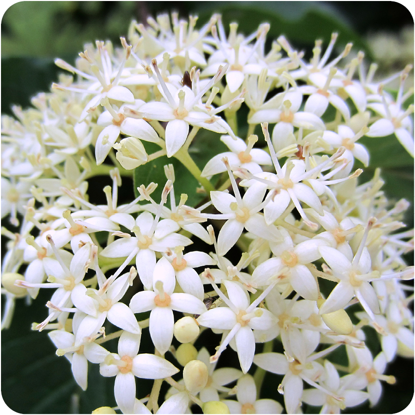 photo of Dogwoods plant