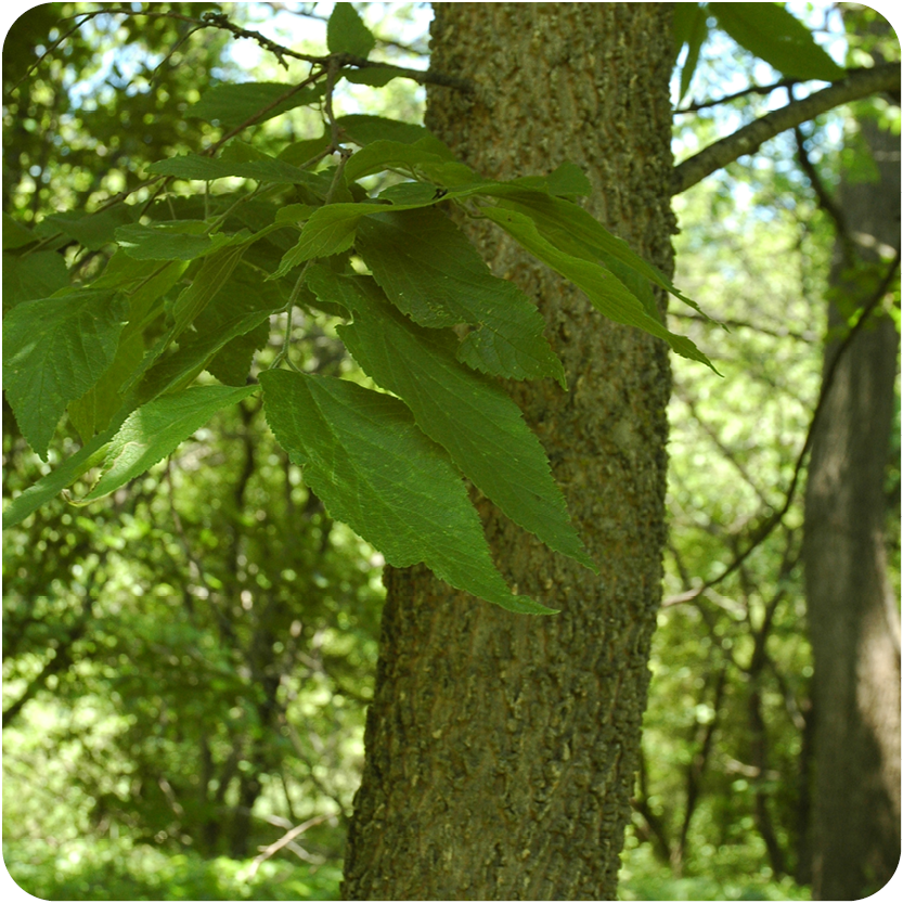 Hackberry Tree