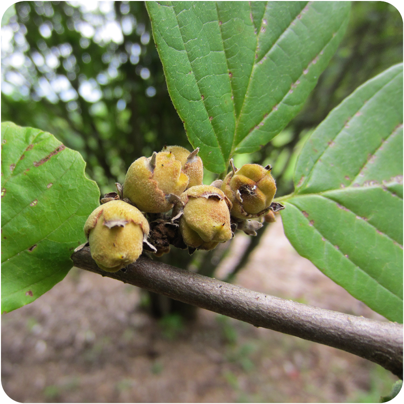 Witch Hazel Seeds on a branch