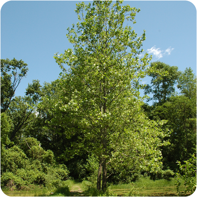 Sycamore tree and blue skies