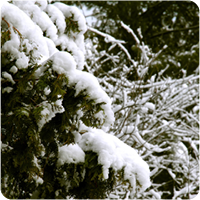 Cedar Tree in Winter