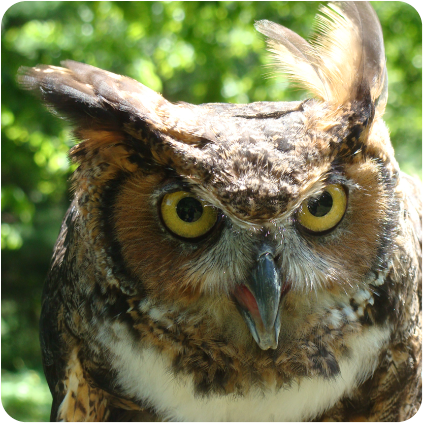Great Horned Owl