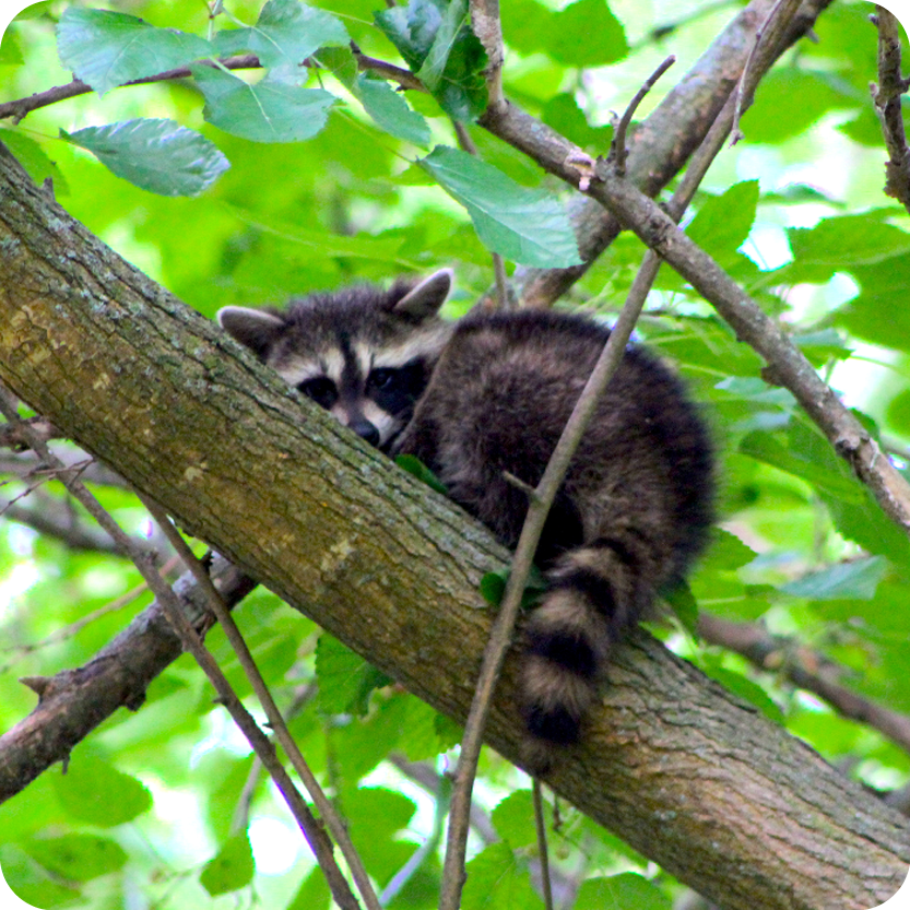 Baby Raccoon