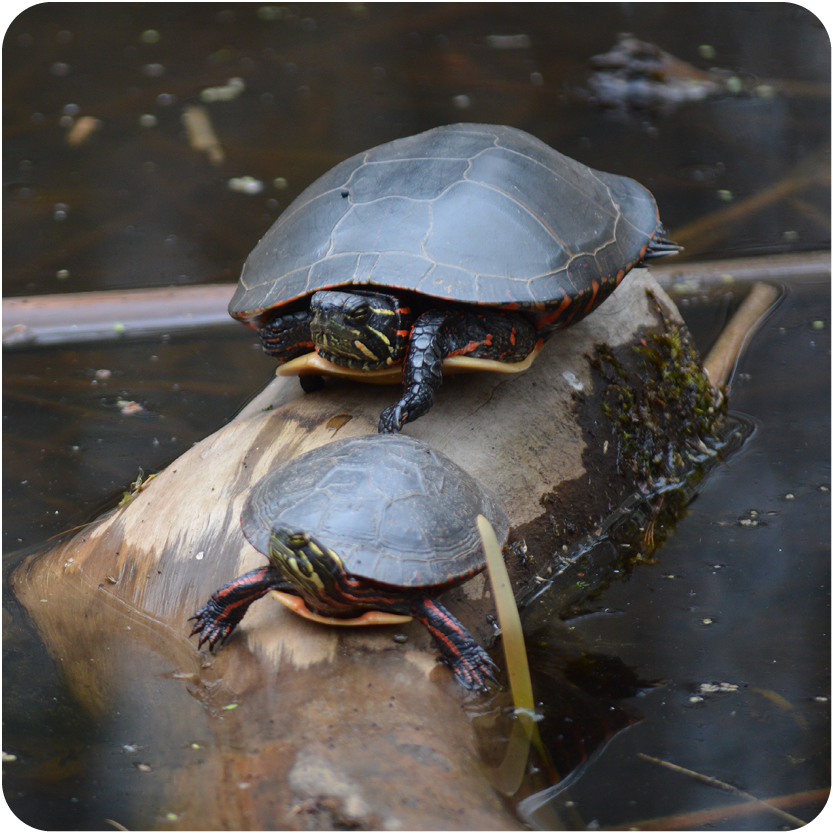 Painted Turtles on a log in the pond