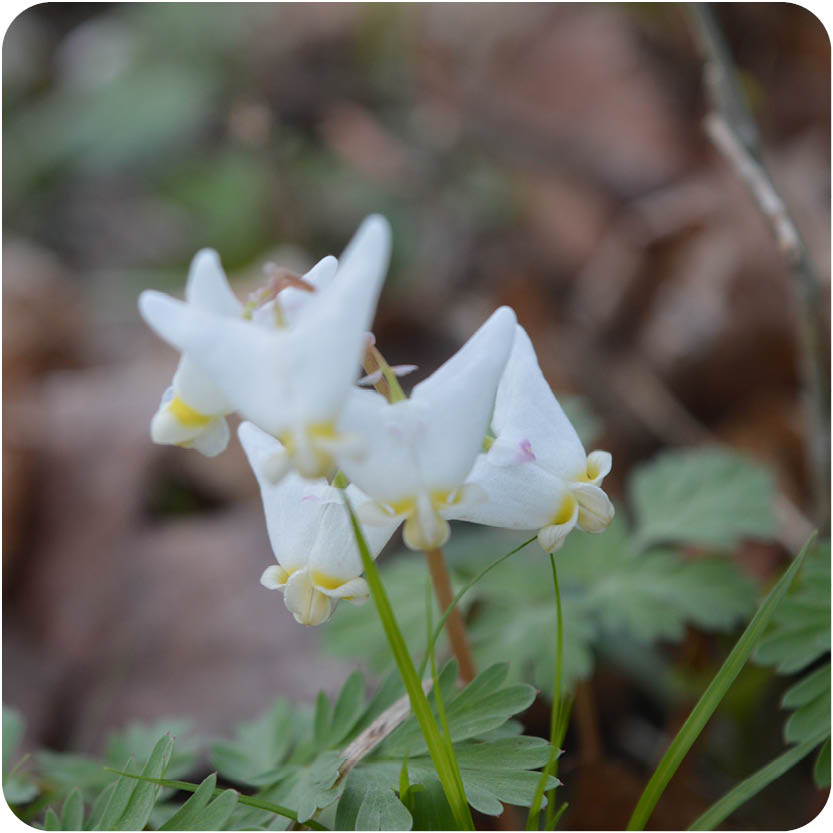 photo of Duchman's Breeches, white flower with green stems 