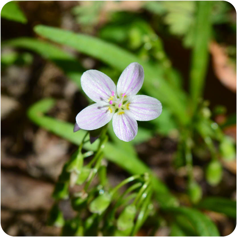 Spring Wildflower Walk