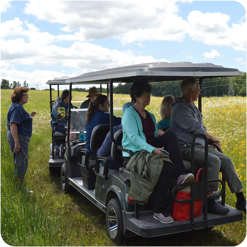 Spring Wildflowers by Golf Cart