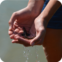 Sturgeon Release