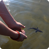 Salamander Meander 