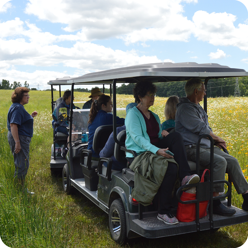 Summer Wildflowers by Golf Cart