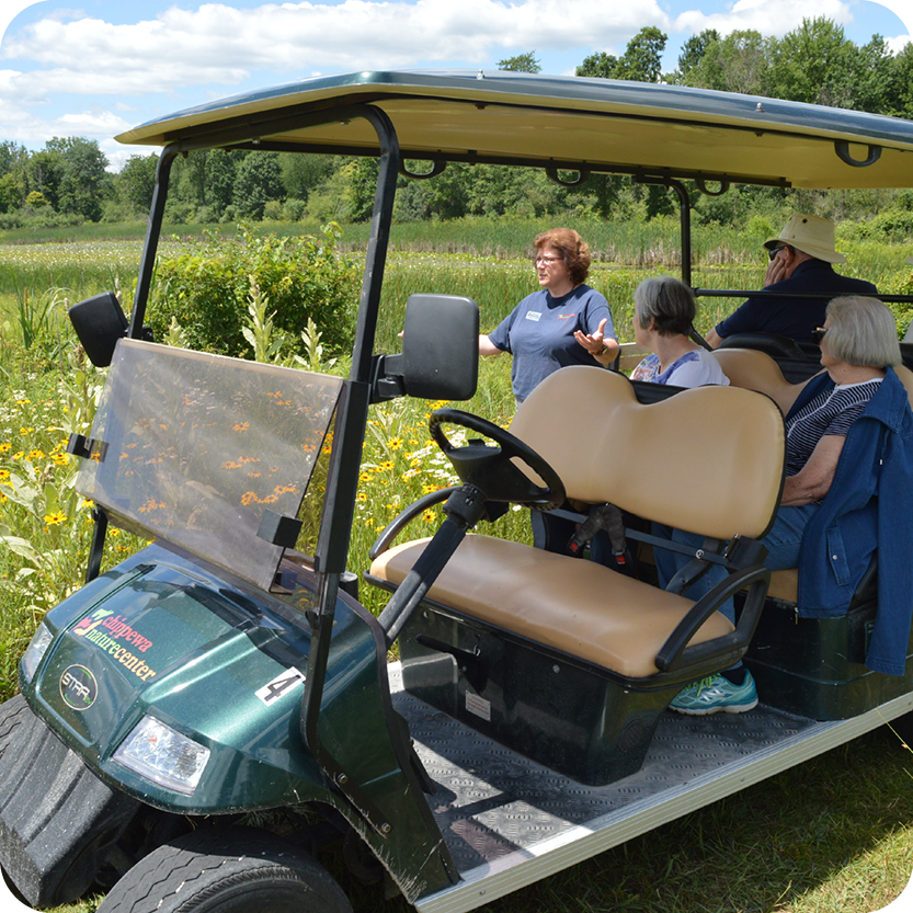 Summer Wildflowers by Golf Cart