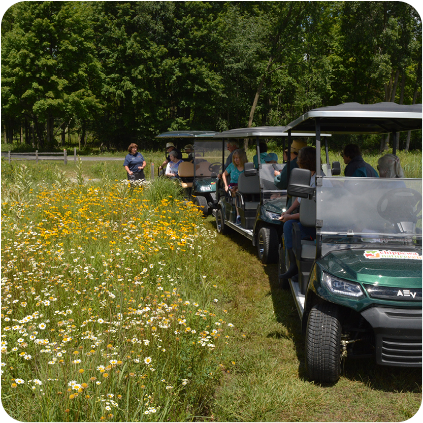 Summer Wildflowers by Golf Cart