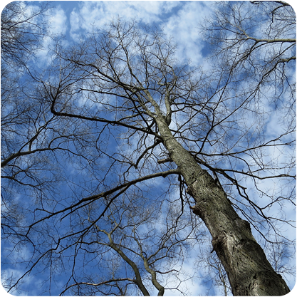 Maples with blue skies and white clouds