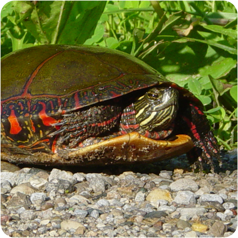 Red Painted Turtle