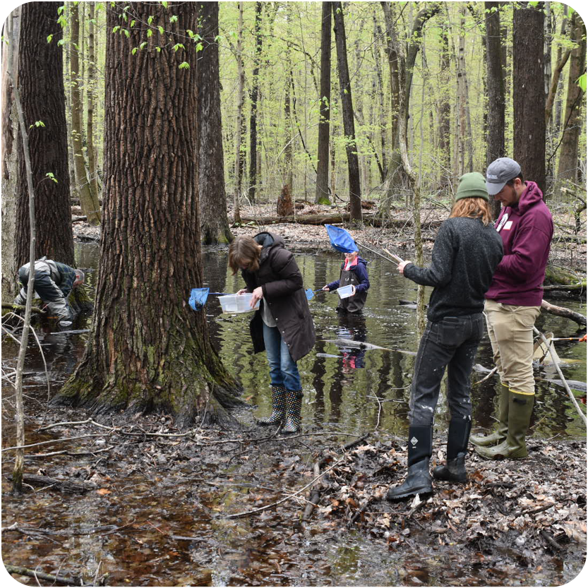 People surveying vernal pool