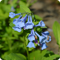Spring Wildflower Walk