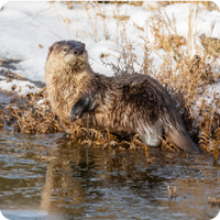 Winter Survival: Nature STEM Challenge!