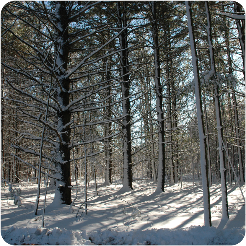 Trees covered in snow in daylight 