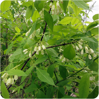 Native Plants in the Fall