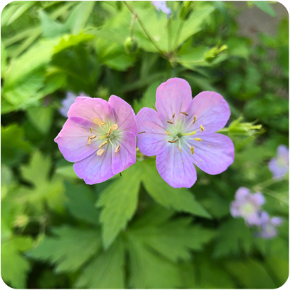 Spring Wildflower Walk