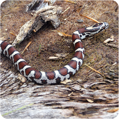 Red Black and white snake on ground