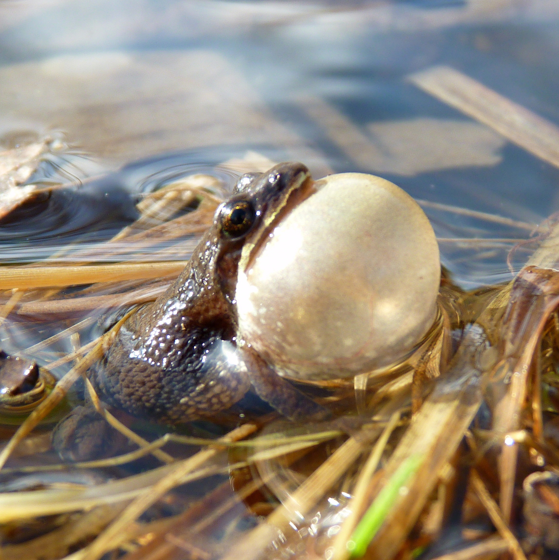 Spring Frogs