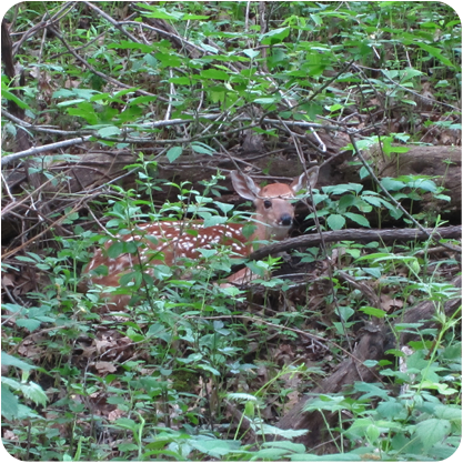 Natures Camo