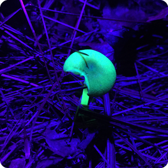 Black Light Hike