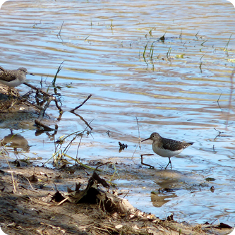 Fall Bird Hike