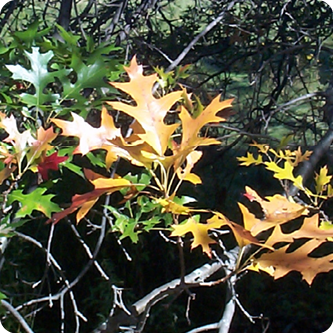 Families in Nature