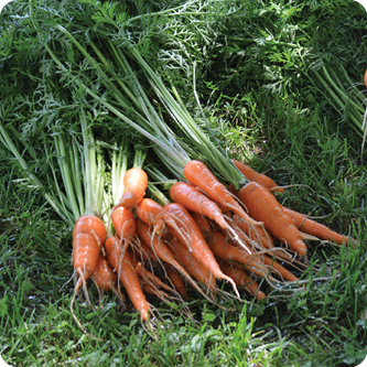 How Does Your Garden Grow