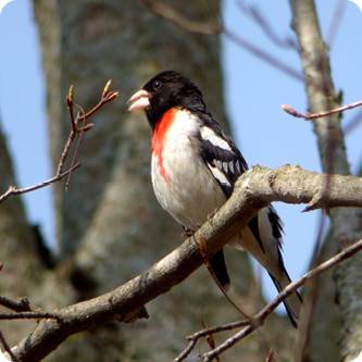 Introduction to Birding
