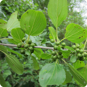 Invasive Plant Tour