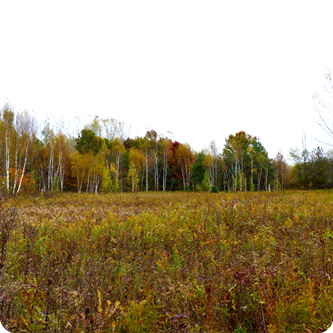 Native Plants in the Fall