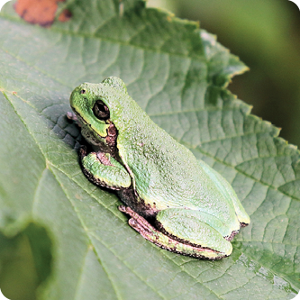 Reptiles and Amphibians