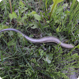 Reptiles and Amphibians