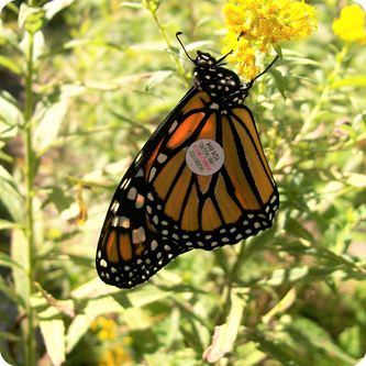 Butterfly Count