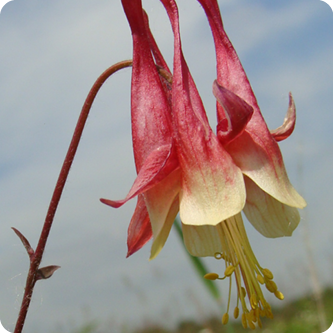 What's in a Name?: Flower Folklore
