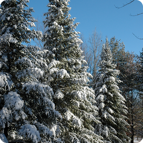 Keen on Evergreens
